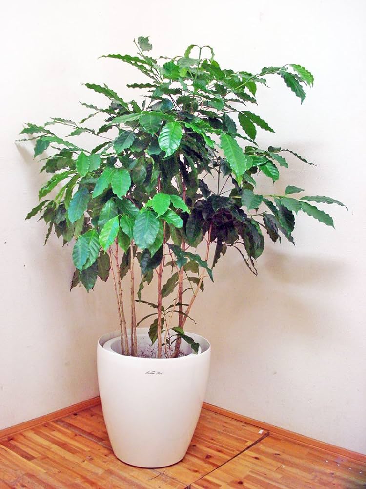 Amazon | コーヒーの木 ／130cm前後（10号プラ鉢）【鉢カバー