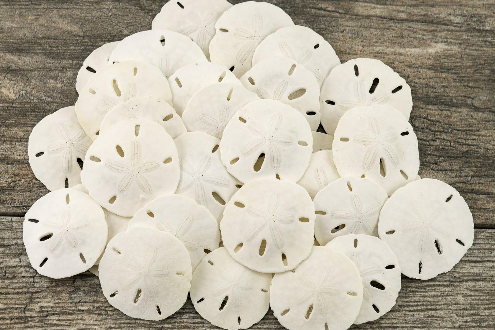 Sand Dollar - Real Sand Dollars 1.5in to 2in (30 Pack) - Wall Decor - Beach Table Decor - Beach Wedding - Ornaments - Mini Shells for Crafts - Nautical Table
