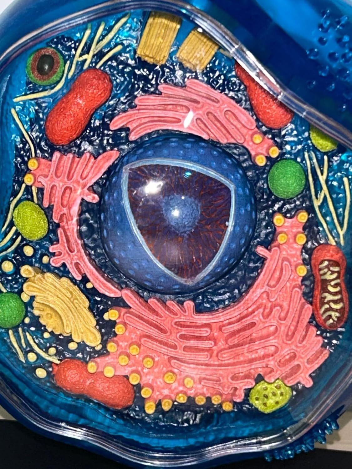 Biology Animal Cells Organ Anatomical Model, Animal and Plant Assembly and Medical Lessons Cell Model Teaching