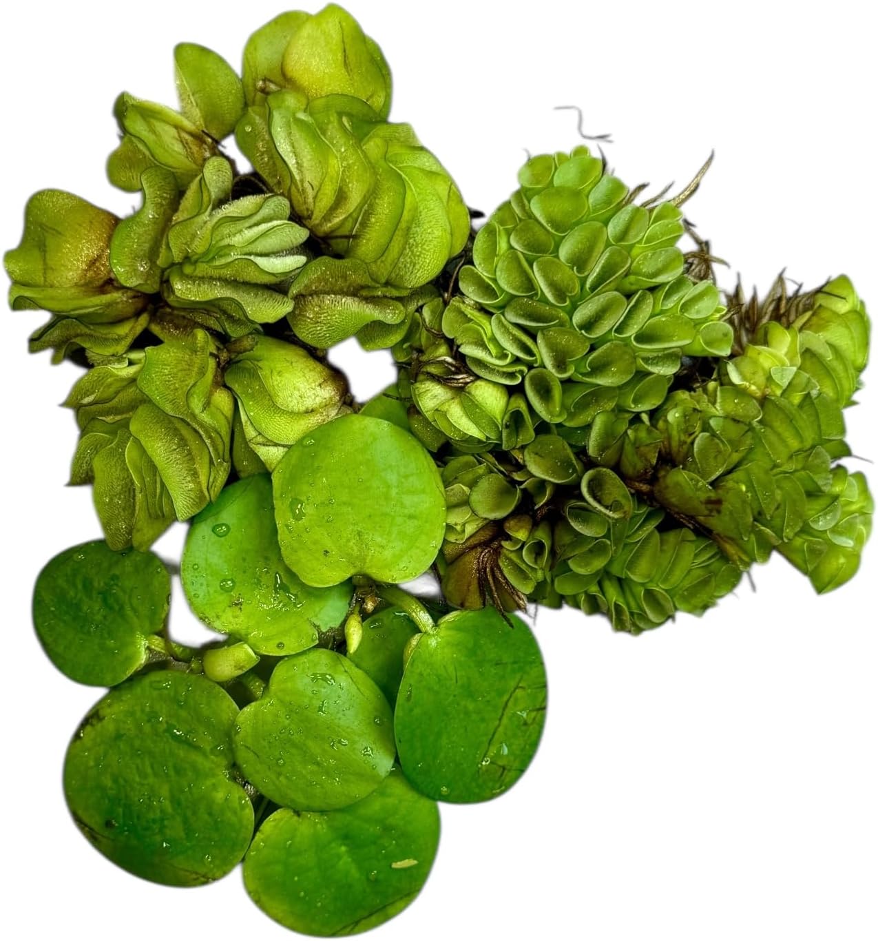 Schwimmpflanzen-Set – Salvinia auriculata, Limnobium laevigatum, Salvinia minima – Mini-Teich, Teich und Aquarium Schwimmpflanzen-Set – Salvinia auriculata, Limnobium laevigatum, Salvinia minima – Mini-Teich, Teich und Aquarium