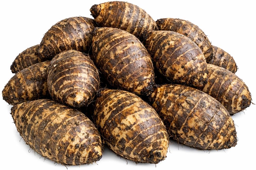 Ready to Grow 15 Colocasia Esculenta Elephant Ear Taro Gabi Kalo Eddo Bulbs by Greenhouse PCA