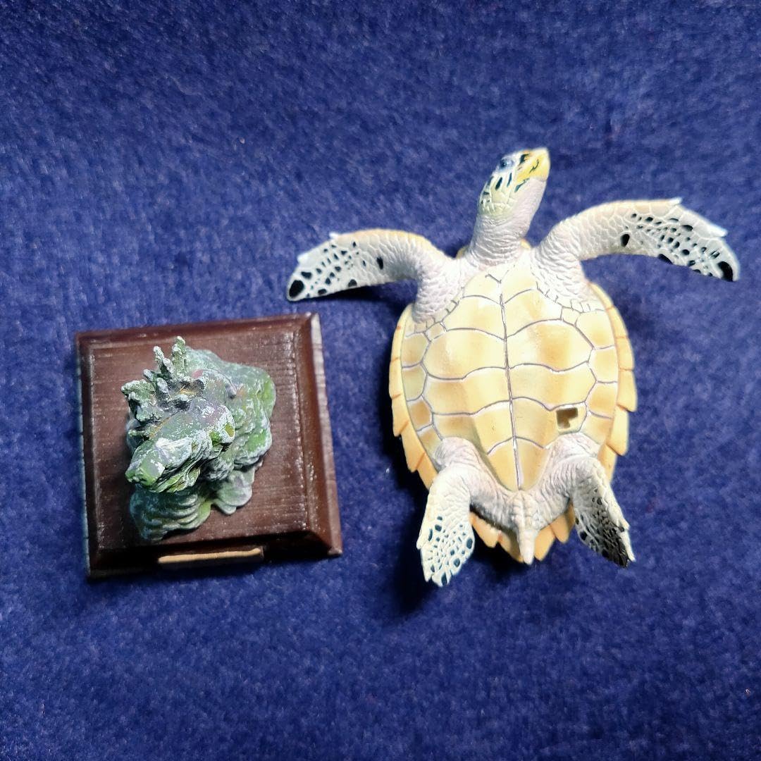 Amazon.co.jp: ネイチャーテクニカラー タイマイ 日本のかめ 亀