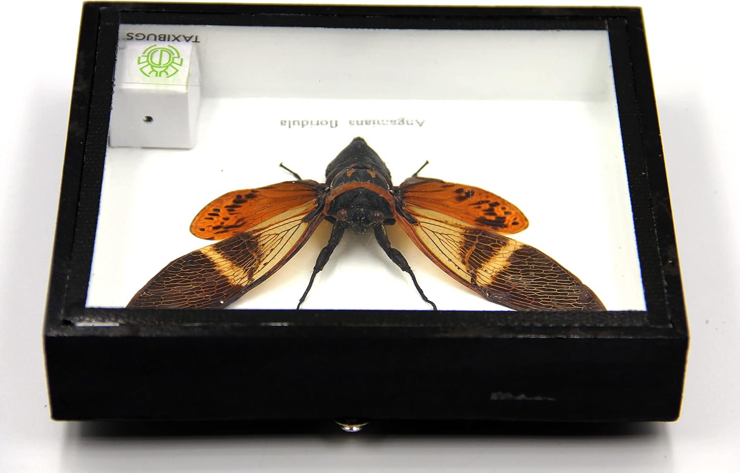 Real Exotic Cicada Opens Wings - Taxidermy Collection Framed in a Wooden Box As Pictured (Red Wings, Black Wooden Box)