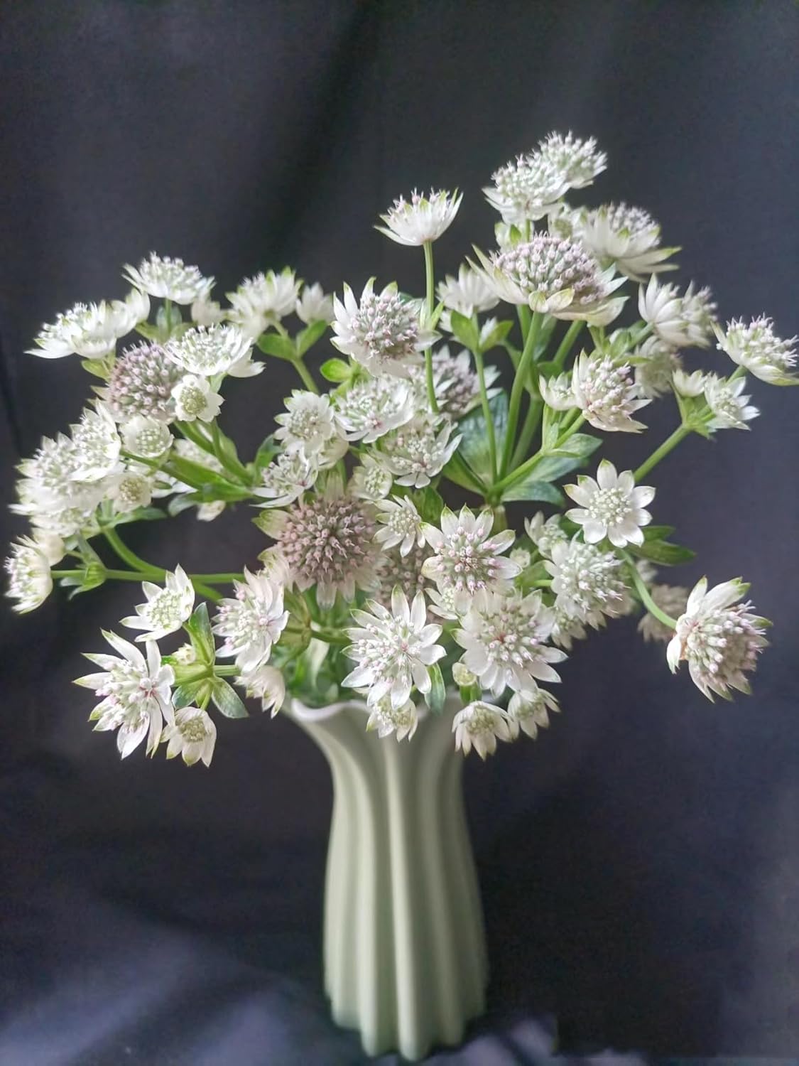 19 White Astrantia major Flowers Hydroponic Fresh Cut Flower Arrangements for Home Decor Birthday Anniversary Healing Sympathy Friendship and Love Gifts