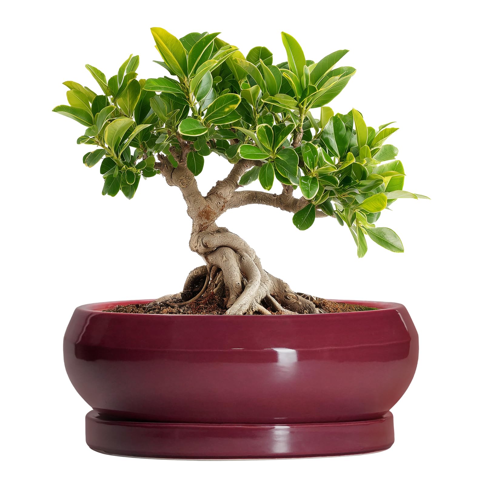 EPFamily Bonsai Pots Small - 6 Inch Ceramic Succulent Pots with Drainage Hole and Saucer, Shallow Planters for Indoor Plants, Round Succulent Planter Outdoor, Table Decor, Plant Lover Gift, Wine Red — image 1