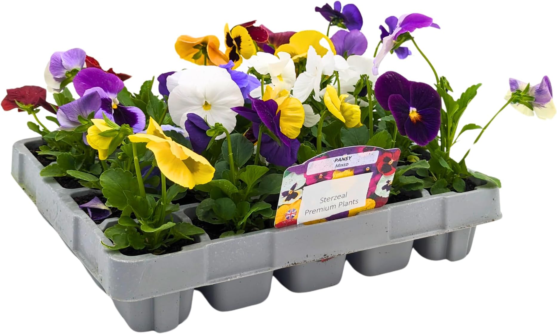 20 Pack Pansies | 20 Plants | Mixed Colours - Yorkshire Grown
