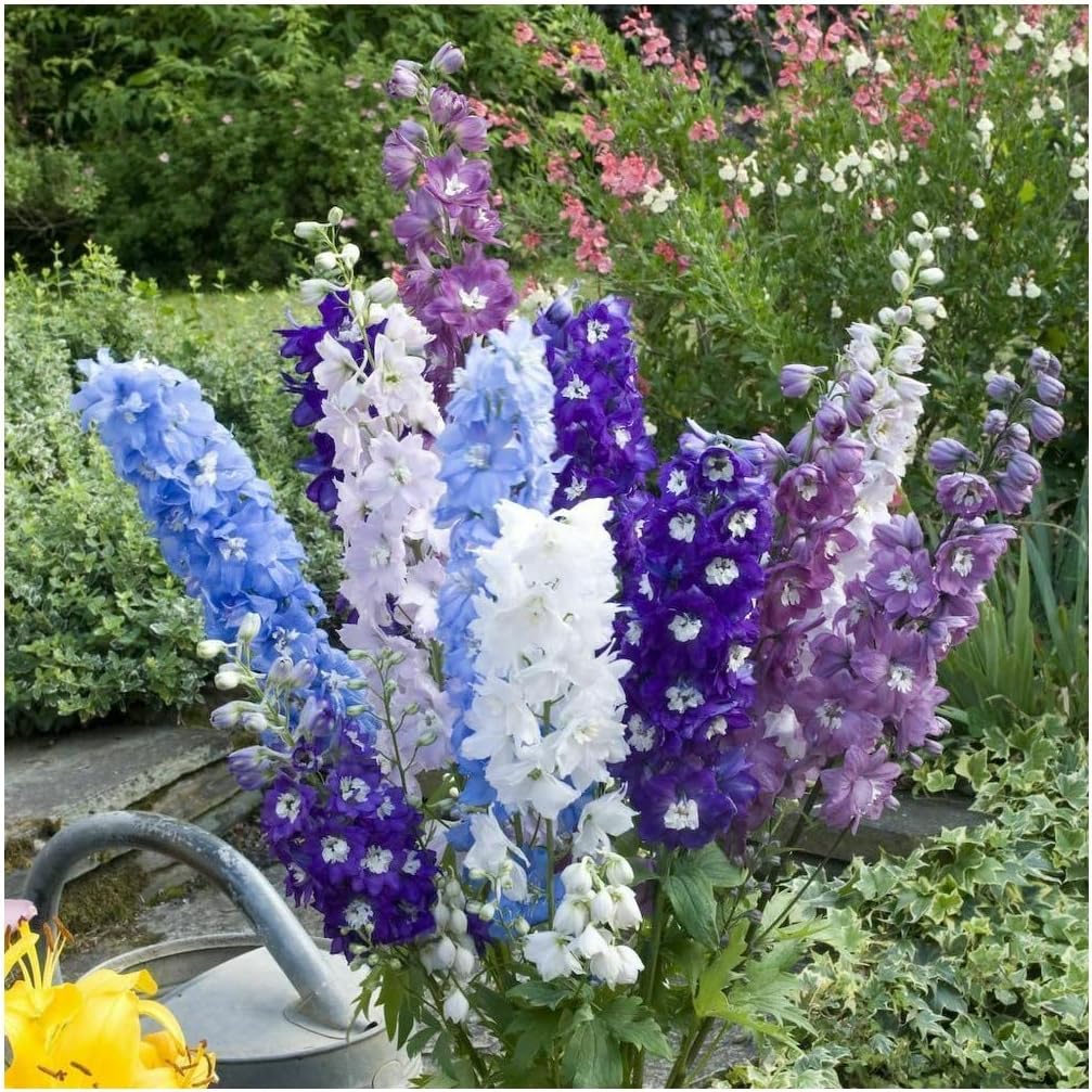 PREMIER SEEDS DIRECT - Perennial Delphinium - Crown Pacific Mix - 200 Seeds