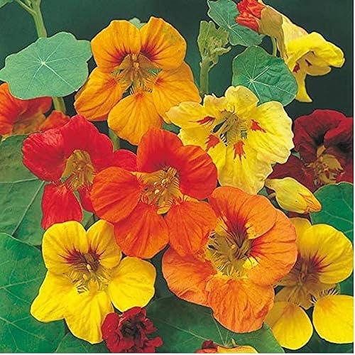 100 semillas de capuchina alta por paquete, hermosas flores brillantes y coloridas