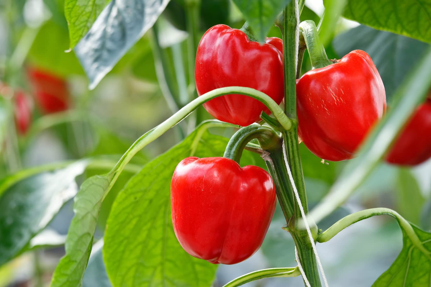 Curry - Gewürzmischung. Red, Hot Curry. Masala-Gewürzmischung. Feurig-würzige Gewürzspezialität in Premiumqualität. 3 PE - Beutel je 1500g (4,5KG)