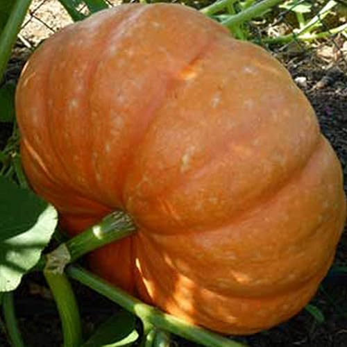 Calabaza naranja Hopi orgánica, 0.07 onzas  10 semillas, orgánica, reliquia, polinizada abierta, sin OMG, semillas de jardinería agrícola y vegetal,