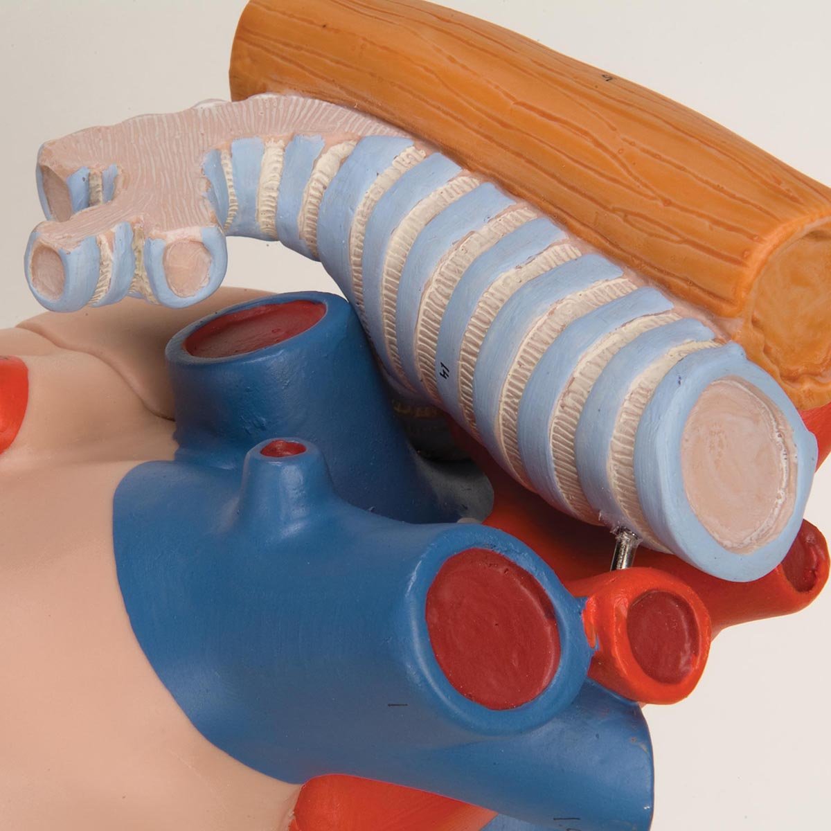 3B Scientific Anatomie-Modell – Nase Mit Nasennebenhöhlen, 5-teilig, Inkl. Kostenloser 3B Smart Anatomy App