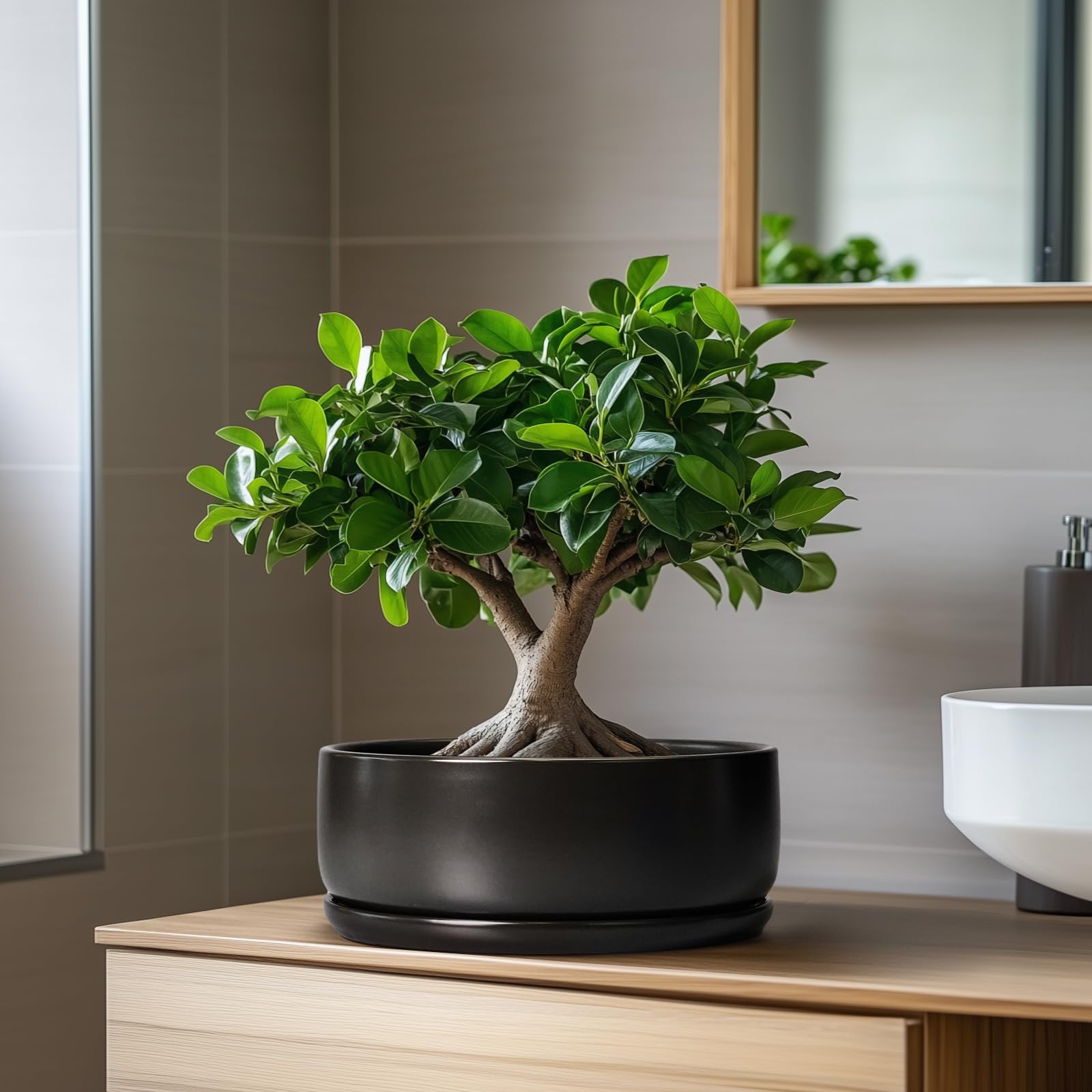 SQOWL Bonsai-Töpfe – 20,3 cm Keramik-Pflanztöpfe für Sukkulenten, runder Indoor-Pflanztopf mit Ablaufloch und Untersetzer, Flache Moderne Pflanzschale, Raumdekoration, Schwarz