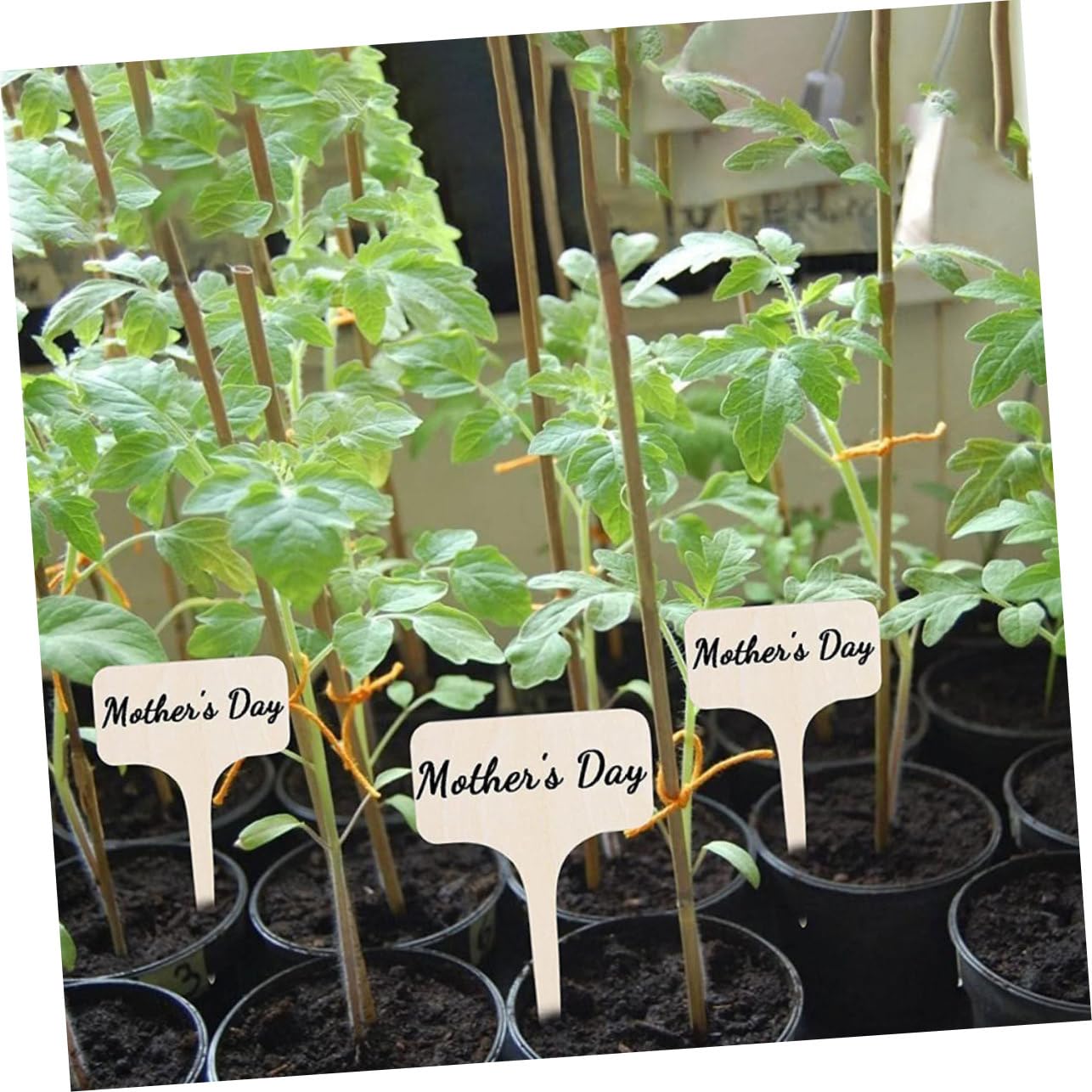 Mipcase 100pièces Étiquettes Non Fini Pour Plantes De Panneaux Identifiants De Fleurs Pour Jardin Et Dimensions De Pour Décoration De Et Pots