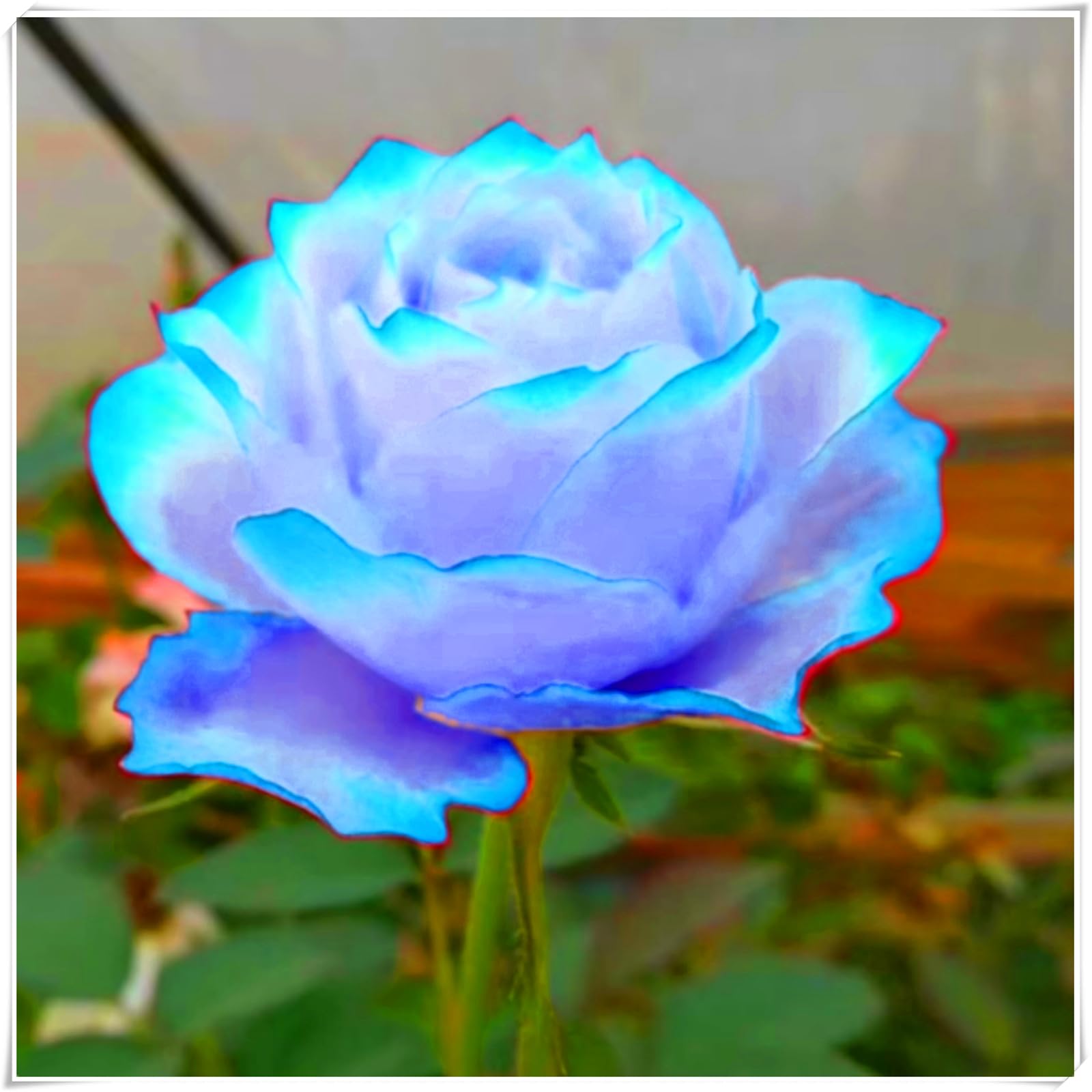 Hardy Rose Bulbs – Perennials with Gorgeous Blooms – Professional-Grade for Stunning Garden Displays-1 Bulb-G — image 1