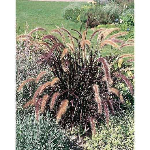 Purple Fountain Grass 'Rubrum' Tray of 21