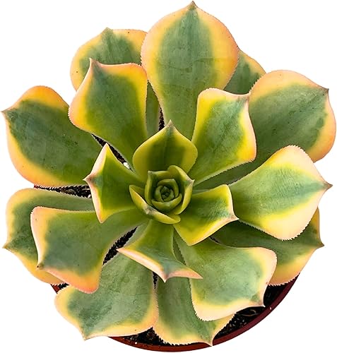 Miniatura 2 de Plantas suculentas Aeonium Sunburst de 4 pulgadas, plantas suculentas raras totalmente enraizadas en suelo suculento, planta viva única para