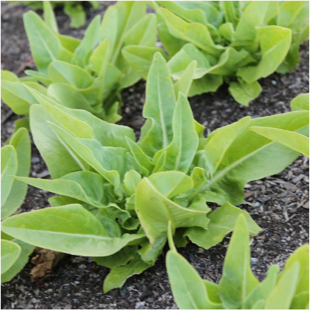 Everwilde Farms - 1/4 Lb Amish Deer Tongue Lettuce Seeds - Gold Vault