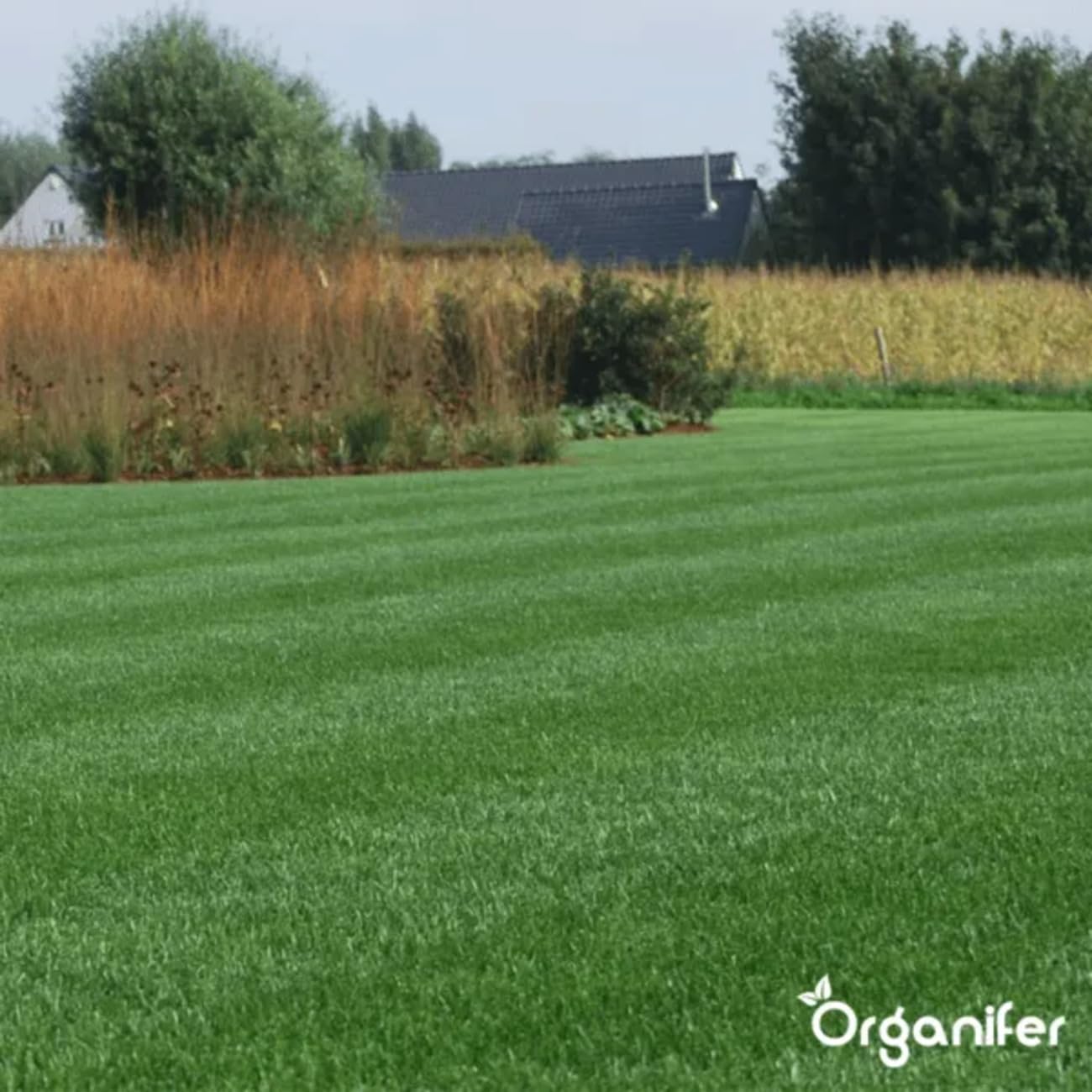 Nasiona Trawy Cienistej - 150kg = 7500m2 | Szybko Kiełkujące - Dla Eleganckiego Wyglądu - Certyfikowane Przez Holenderski NAK - Odporne Na Cień I Suszę - Organifer