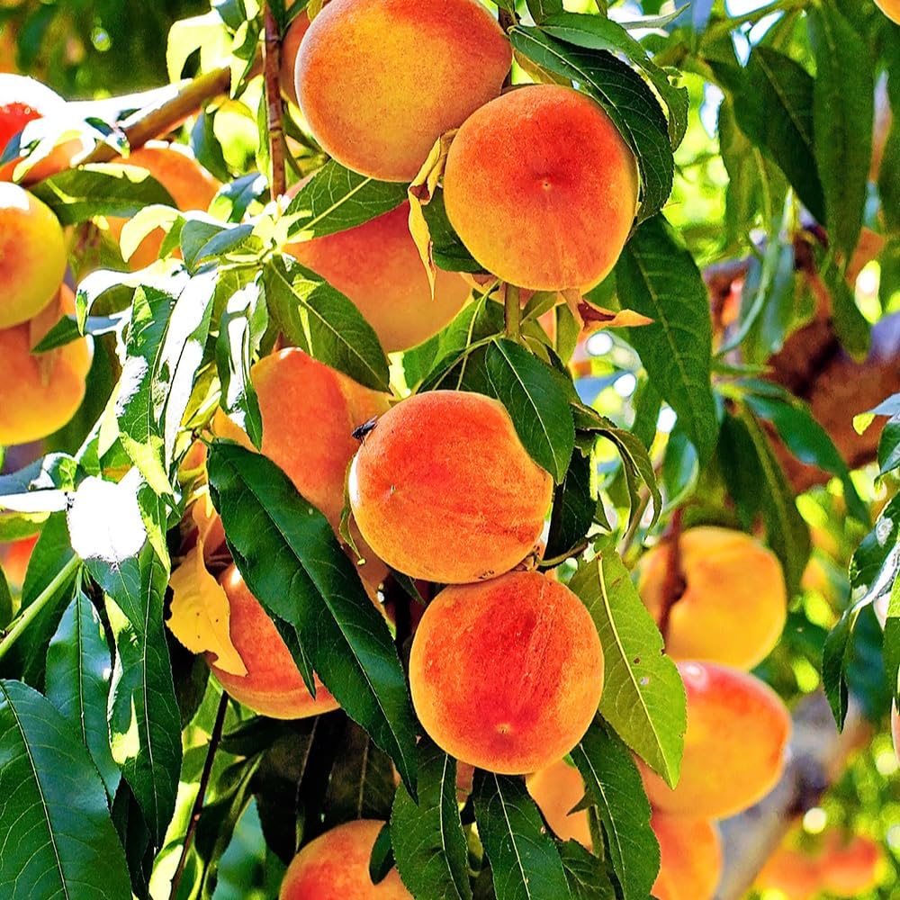 Red Haven Peach Tree, Freestone, Heavy-Bearing, Self-Pollinating, Deciduous, 5 gal Nursery Pot (Due to Agricultural Laws, we Cannot Ship to CA, AZ, AK, or HI)