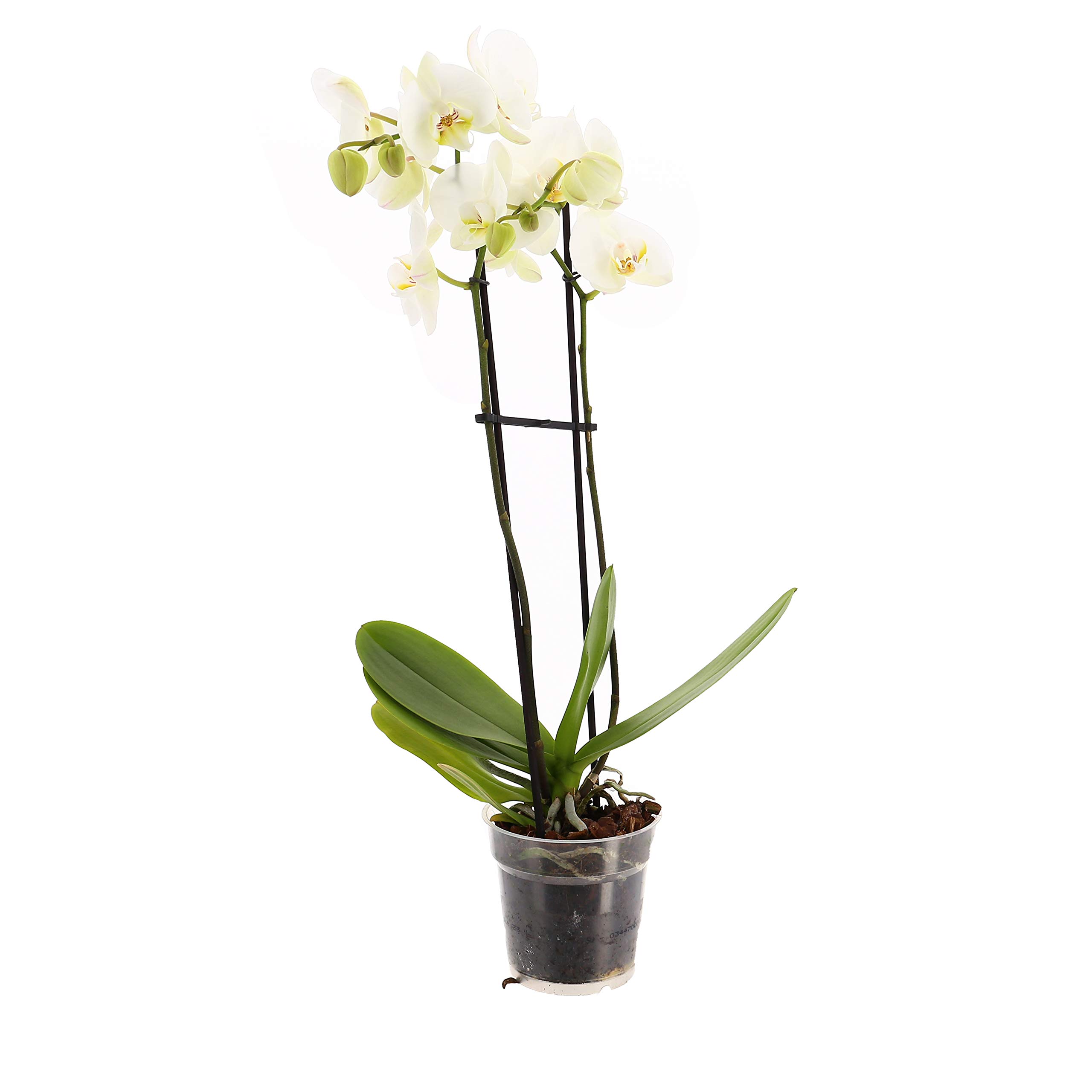 Phalaenopsis Double Stemmed Orchid White Houseplant 12cm Pot - 40-50cm Tall Exc Pot (Live Plants)