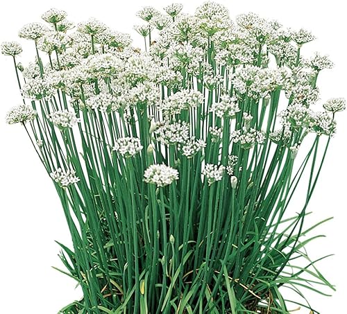 Burpee Semillas de Cebollino Ecológico Ajo 300 semillas Cilantro de cilantro,Cebollino de ajo (orgánico),Perejil Italiano,Eneldo Mamut,Albahaca