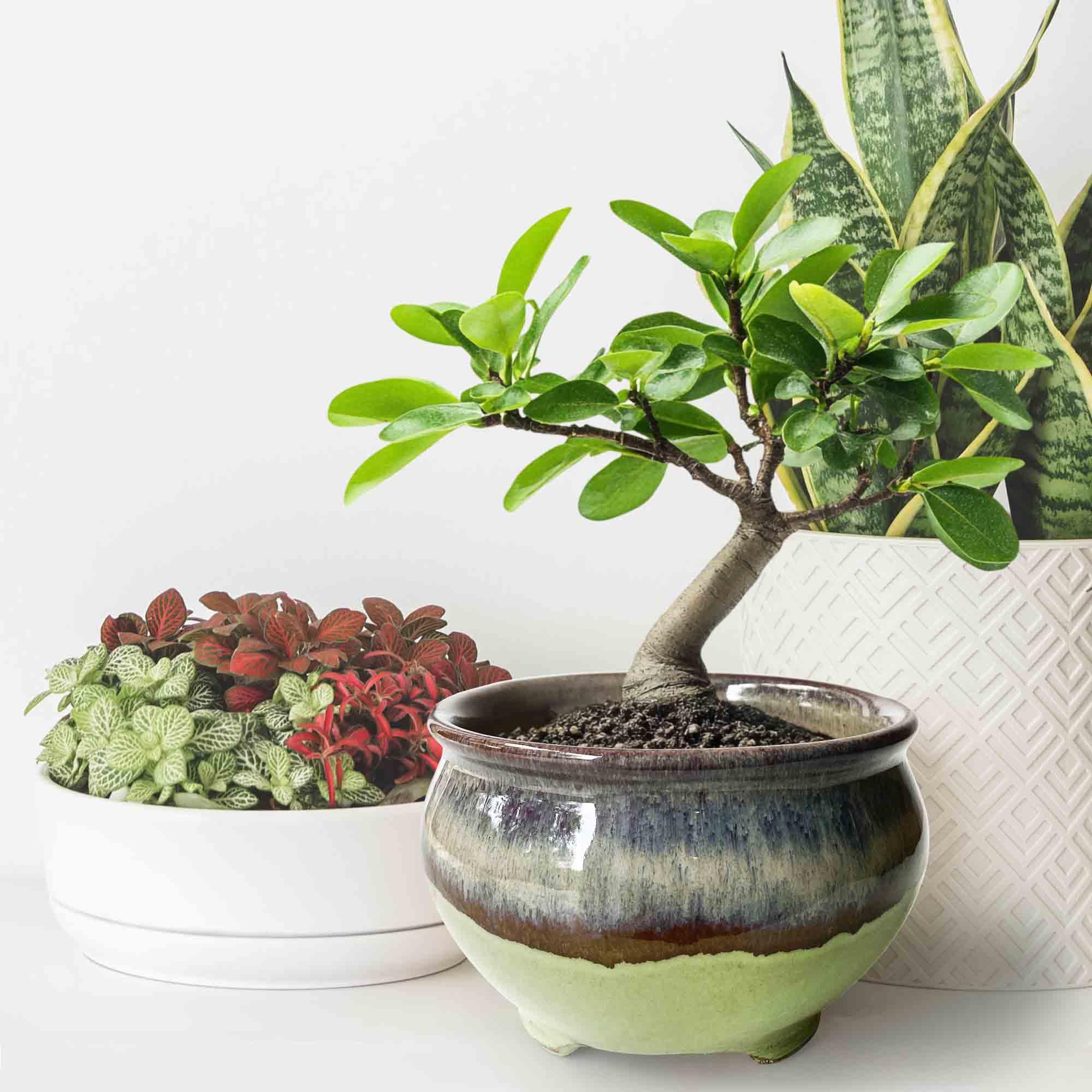 Amazon.com : Casktcom Unique 6.3 Inch Glazed Ceramic Shallow