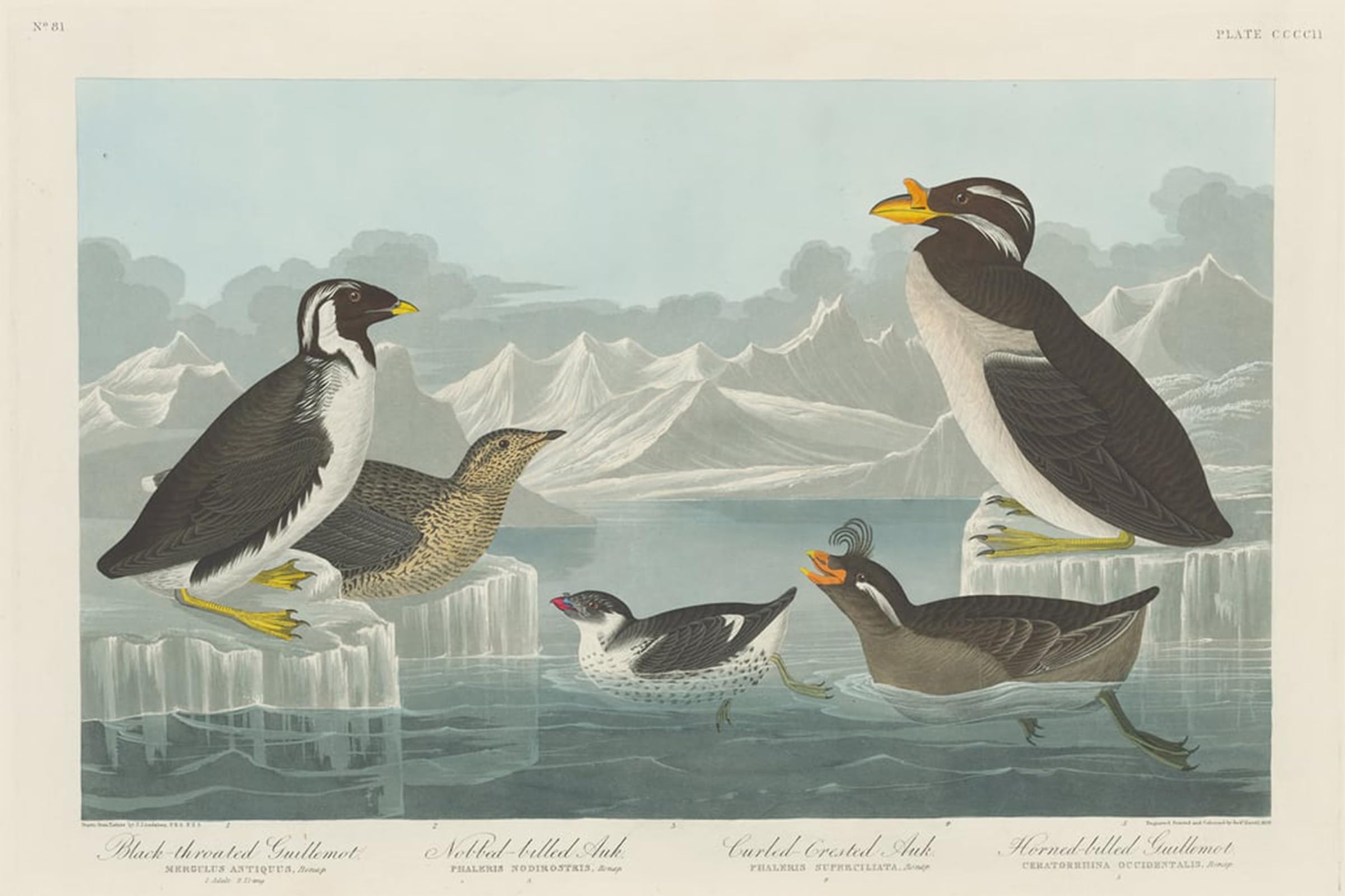 ARTXLXXBN Famous Painting Canvas Artwork Graffiti Print Black throated Guillemot Nobbed billed Auk by John Jamess Audubon Portrait Canvas Image for Home Decor 60x90cm