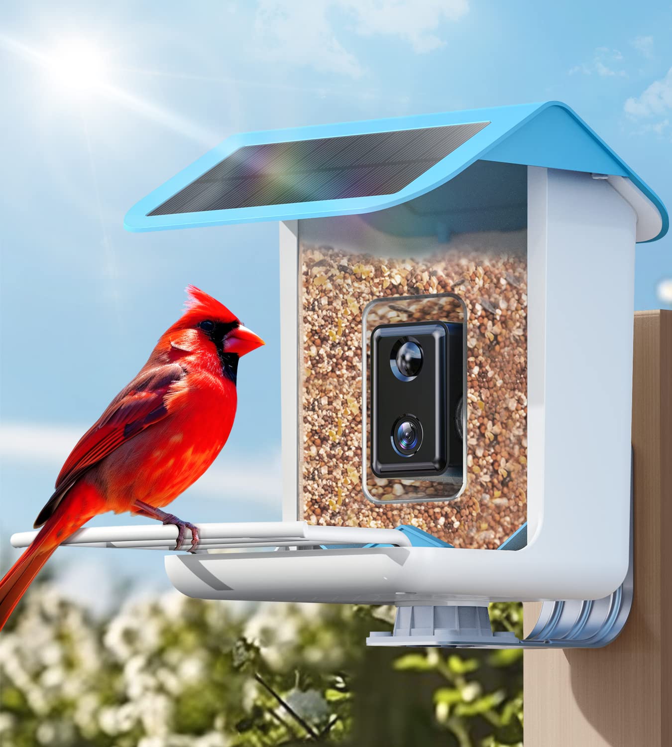10 Best Pigeon Bird Feeders with Camera Top Picks Hummingbirds Plus