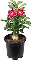 Pink Desert Rose Adenium Obesum Live Succulent Plant, 1 Gal Pot - Bonsai-Like Indoor Outdoor Flowering Houseplant by PlantsforPets
