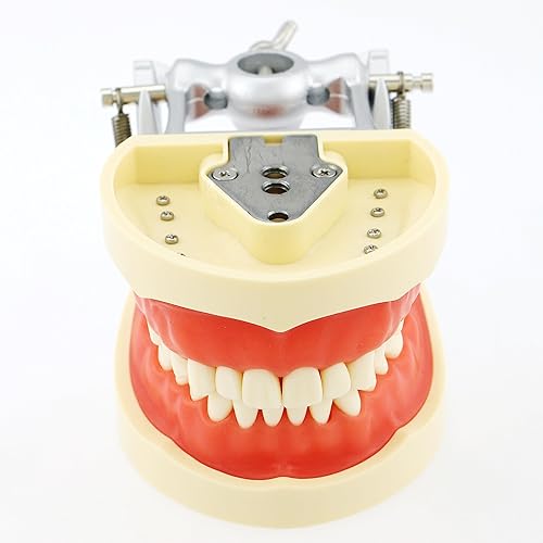 Miniatura 3 de Typodont - Poste de montaje para dientes modelo ajustable de 360 grados en el escritorio, compatible con Kilgore Nissin Columbia Dentoform Frasaco