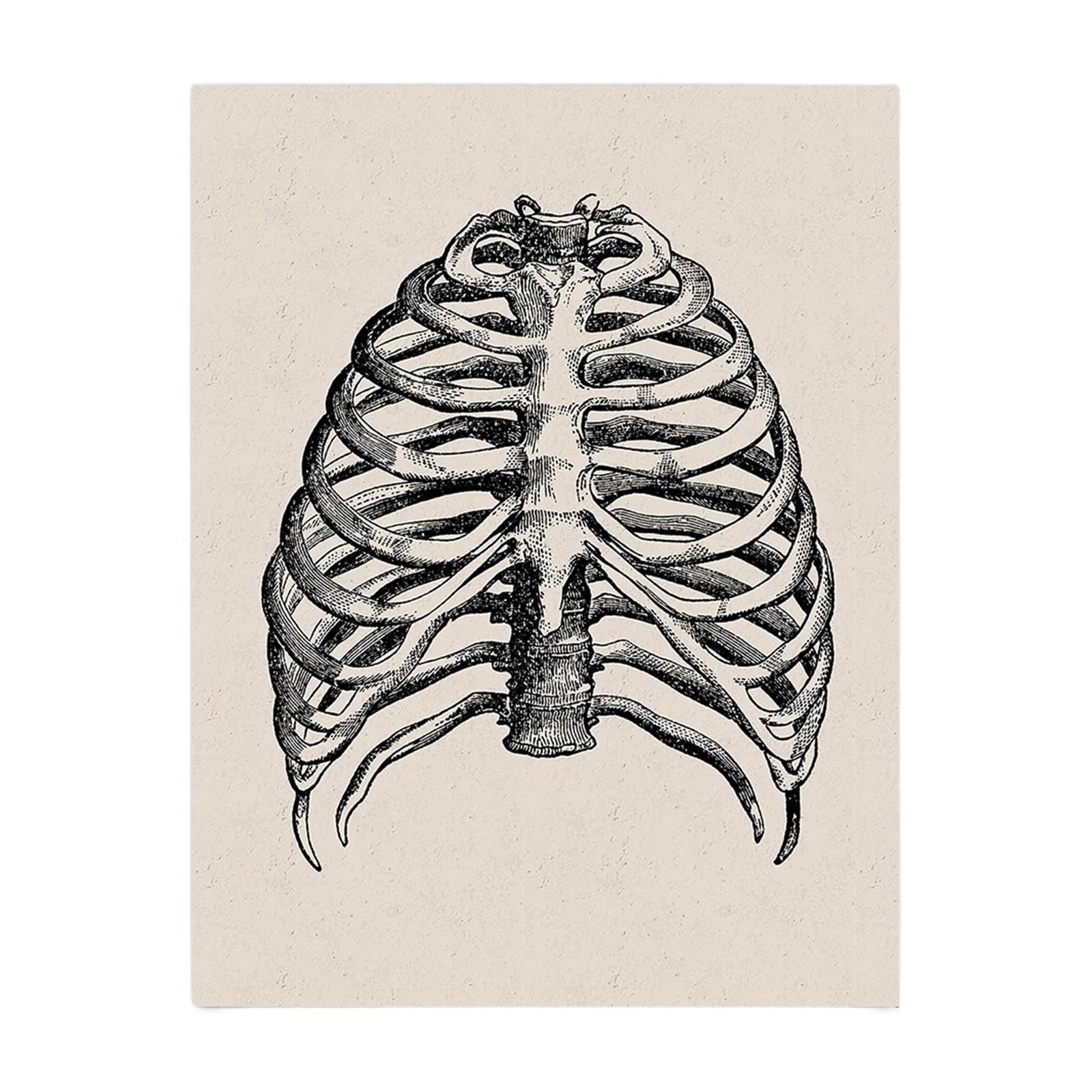 Peinture sur toile anatomie humaine vintage 30x40cm - Décoration murale squelette cabinet