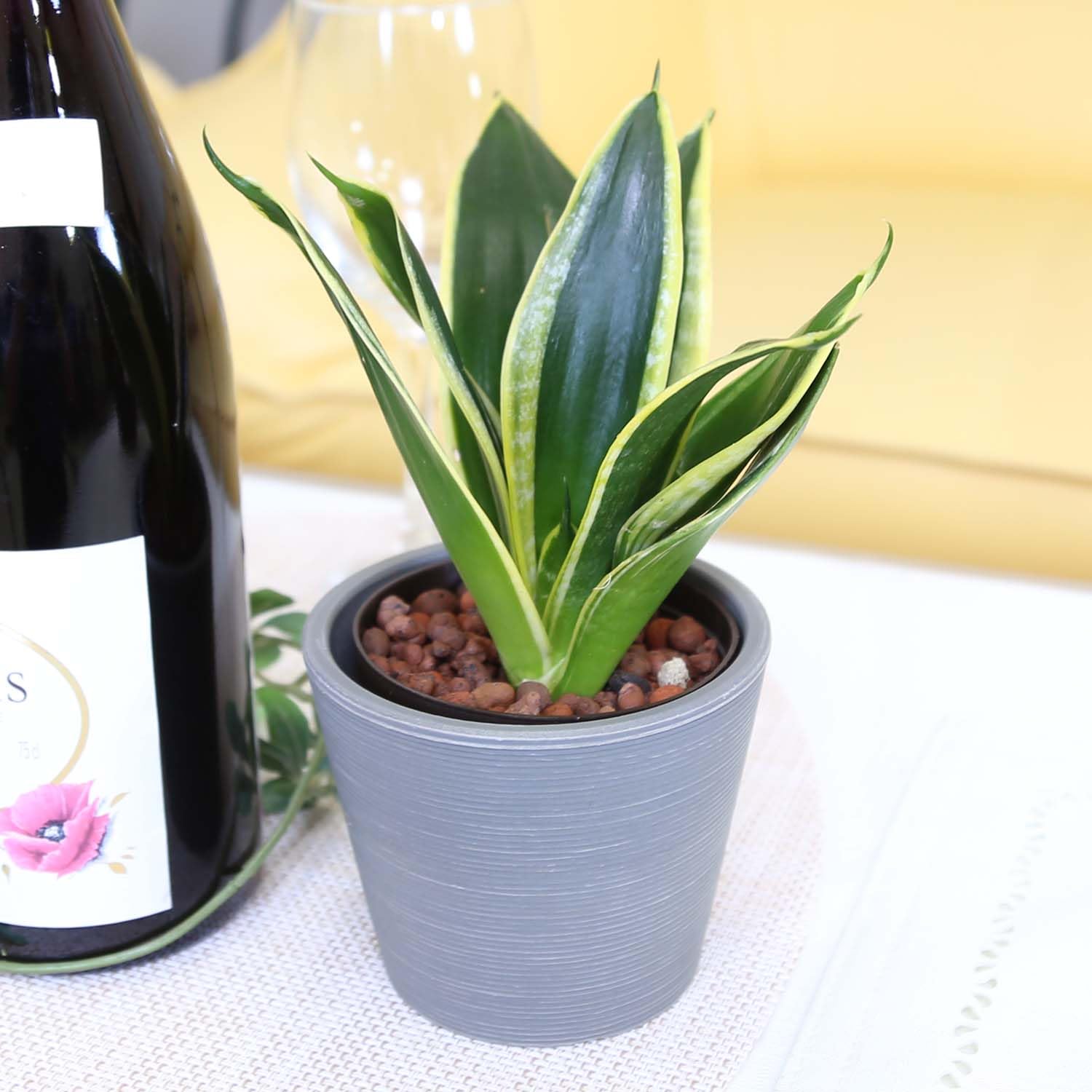 いちごミルク サンスベリア　ハニー いちごミルク様専用 サンスベリア ハニー ミニサンスベリア