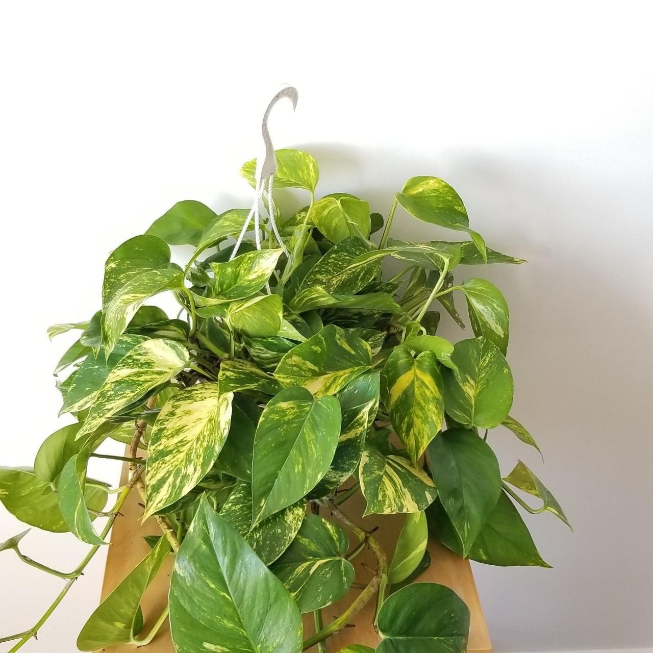 Golden Pothos Plant Live for Indoor Home Garden, Office Desk, Decorative Green Plant (1 Healthy Live Plant)-picture-23