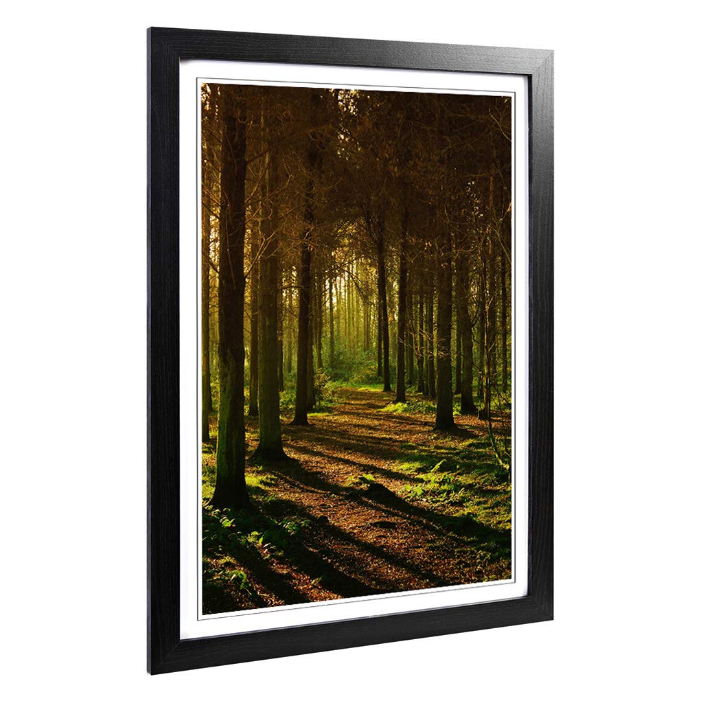 Big Box Art Framed Print of Sunlight Forest Woodland Landscape (1) Design | Wall Art Picture | Home Decor for Kitchen, Living Room, Bedroom, Hallway, Black, A2 / 24.5x18 Inch / 62x45cm