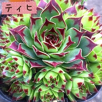 Amazon.co.jp: ティヒ1つセンペルビウム多肉植物 : ホーム