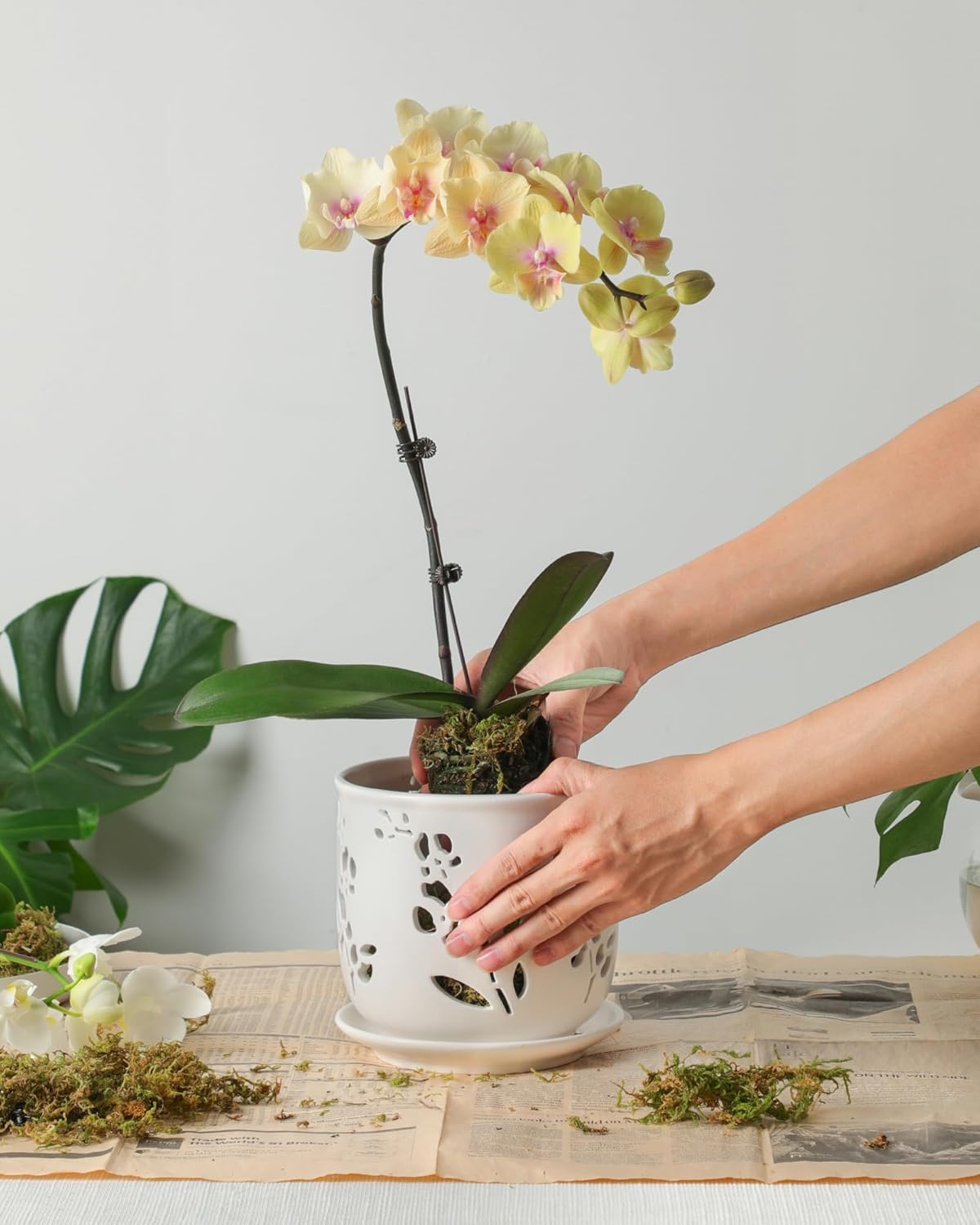 Fayoula Orchid Pot, 6.5 inch Large Orchid Pots with Holes for Healthy Growth and Easy Repotting, Premium Ceramic Orchid Planter for Indoor and Outdoor Use, (Note : Plant Not Included)