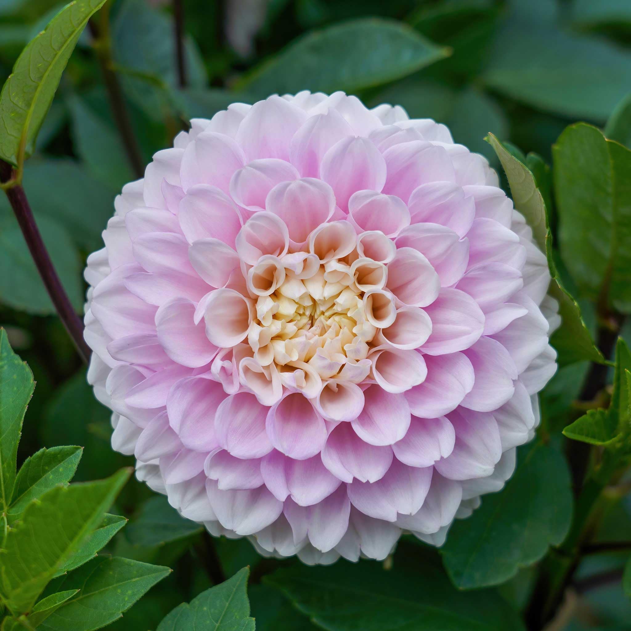 Eden Brothers Wizard of Oz Dahlia