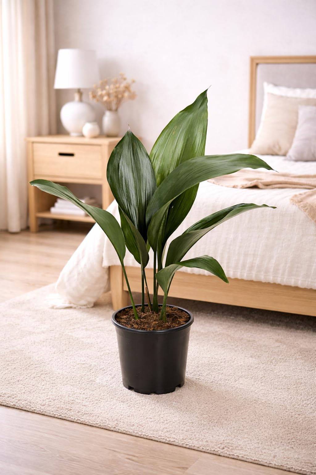 Aspidistra Elatior 50 cm - Schusterpalme/Metzgerpalme - Robuste Zimmerpflanze für pflegeleichte Raumbegrünung, Luftreinigung & Schattenverträglichkeit