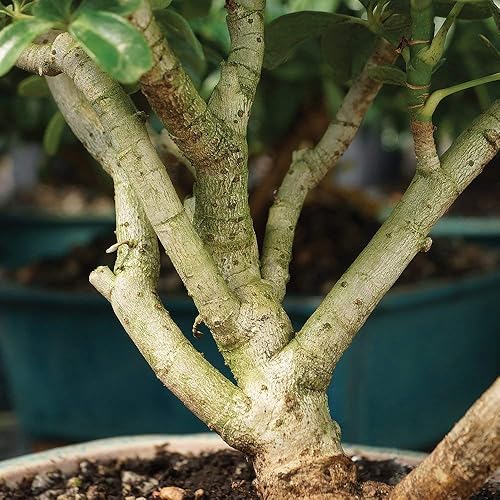 Miniatura 4 de Brussel's Bonsai Live Hawaiian Umbrella - Árbol bonsái para interiores, 3 años de edad 7 a 10 pulgadas de alto con recipiente decorativo