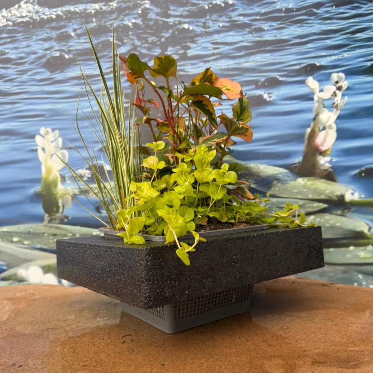 ISOLA GALLEGGIANTE CON PIANTE OSSIGENANTI PURIFICANTI MISTE PER LAGHETTO ORNAMENTALE ANCHE CON PESCI