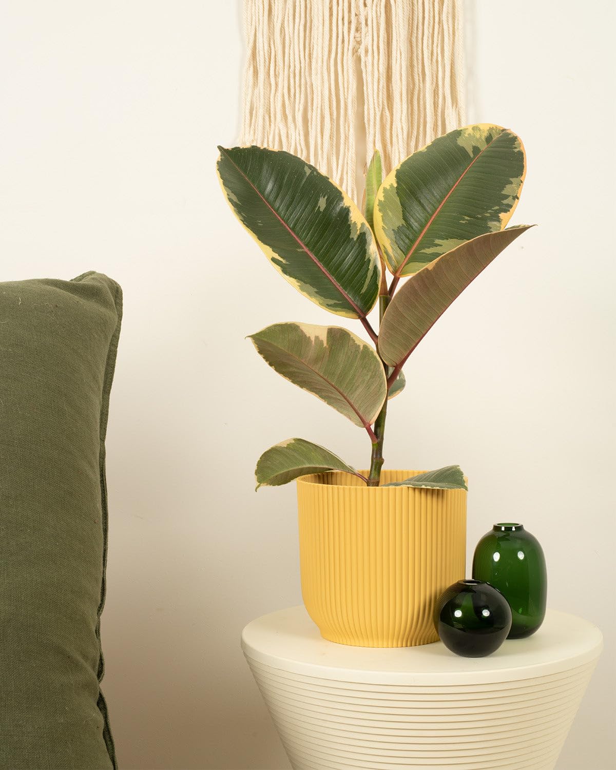 Prickle Plants Tineke Rubber Plant - Bold Indoor Plant with Glossy Oval Leaves, Striking Decorative Houseplant for Modern Living Rooms or Offices (80-90cm incl. 24cm Pot)