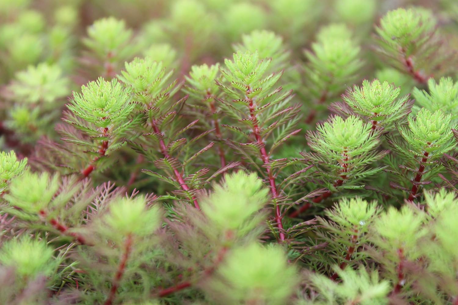 Myriophyllum hippuroides Tausendblatt 3er Set wasserreinigend durchwurzelte Pflanzen 9er Töpfe