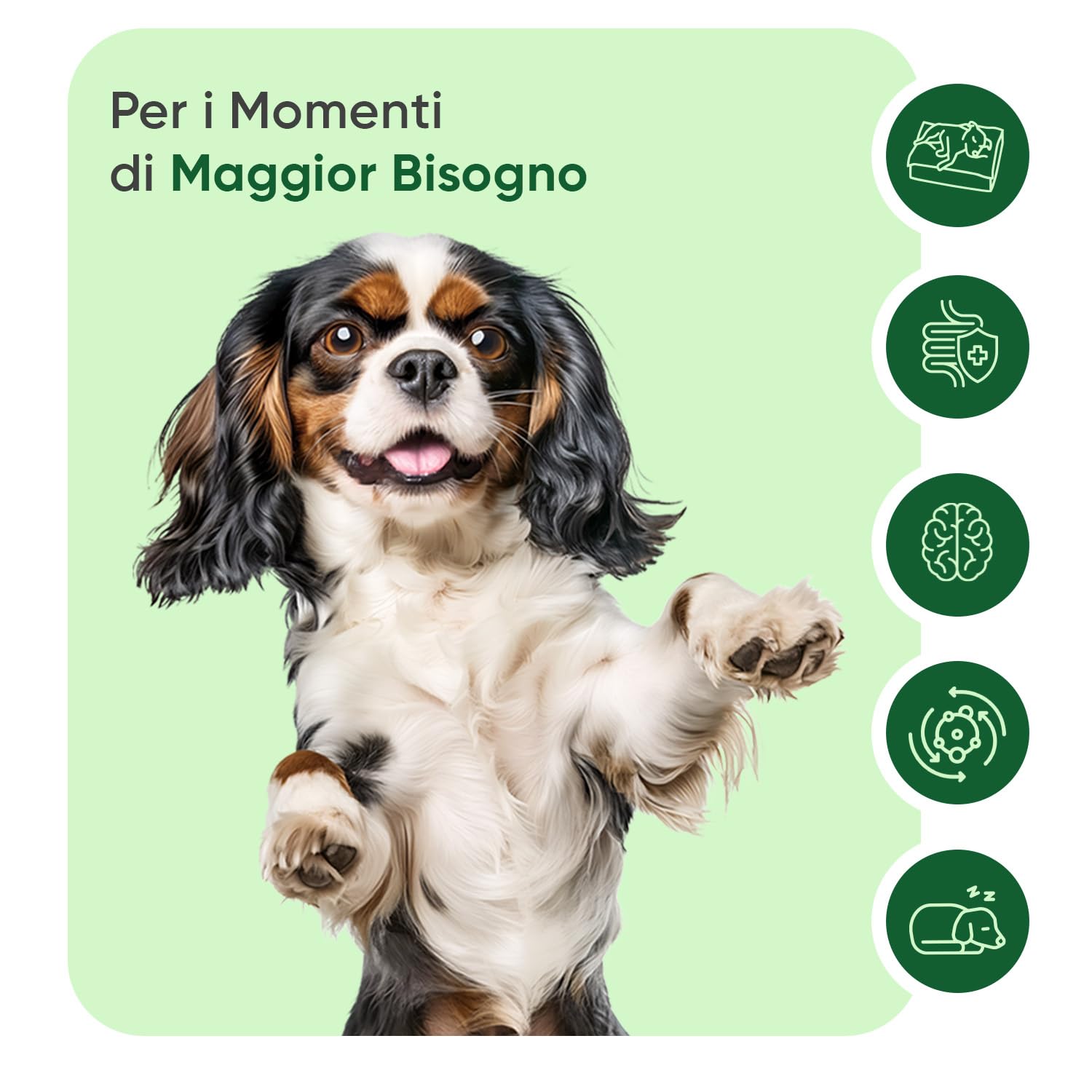 Calmante per Cani 120 Compresse Masticabili, per Fuochi d'Artificio, Temporale, Antistress Cane Agitato con Passiflora, Melissa, Ashwagandha, L-Taurina, Vitamina B1, Magnesio Citrato, Prodotto in UE