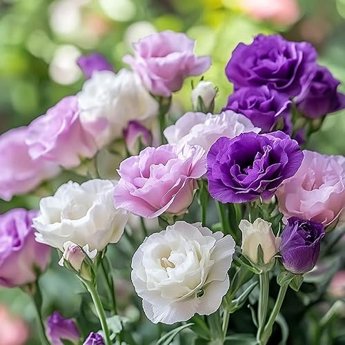 Miniatura 2 de Más de 300 semillas de flores mixtas de Lisianthus para plantar al aire libre, plantas perennes de corte eustoma, plantas de jardín para el hogar,