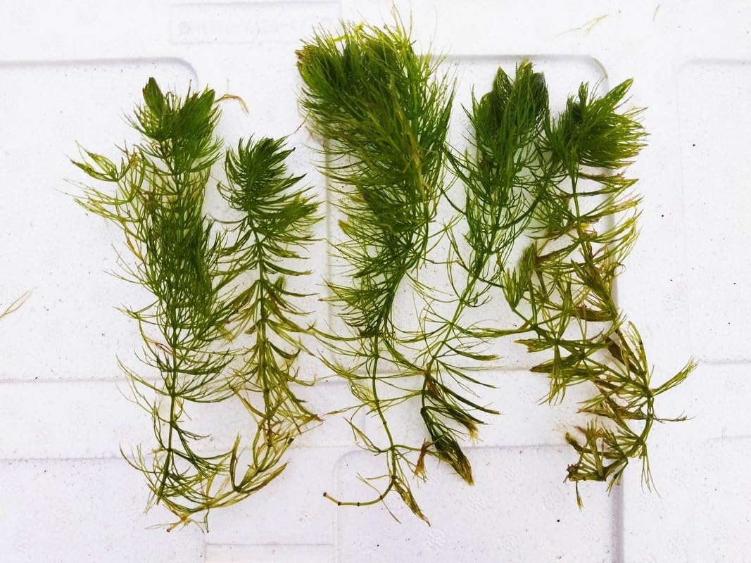 Green fern plant Pack of 7-image-10