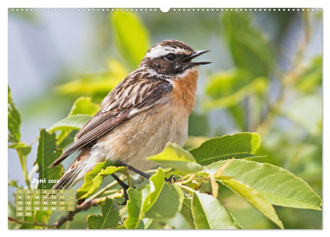 Vögel in unserer Heimat: Kiebitz, Wiedehopf und Turteltaube (hochwertiger Premium Wandkalender 2026 DIN A2 quer), Kunstdruck in Hochglanz: ... Vogelfreundes höher schlagen (CALVENDO Tiere)