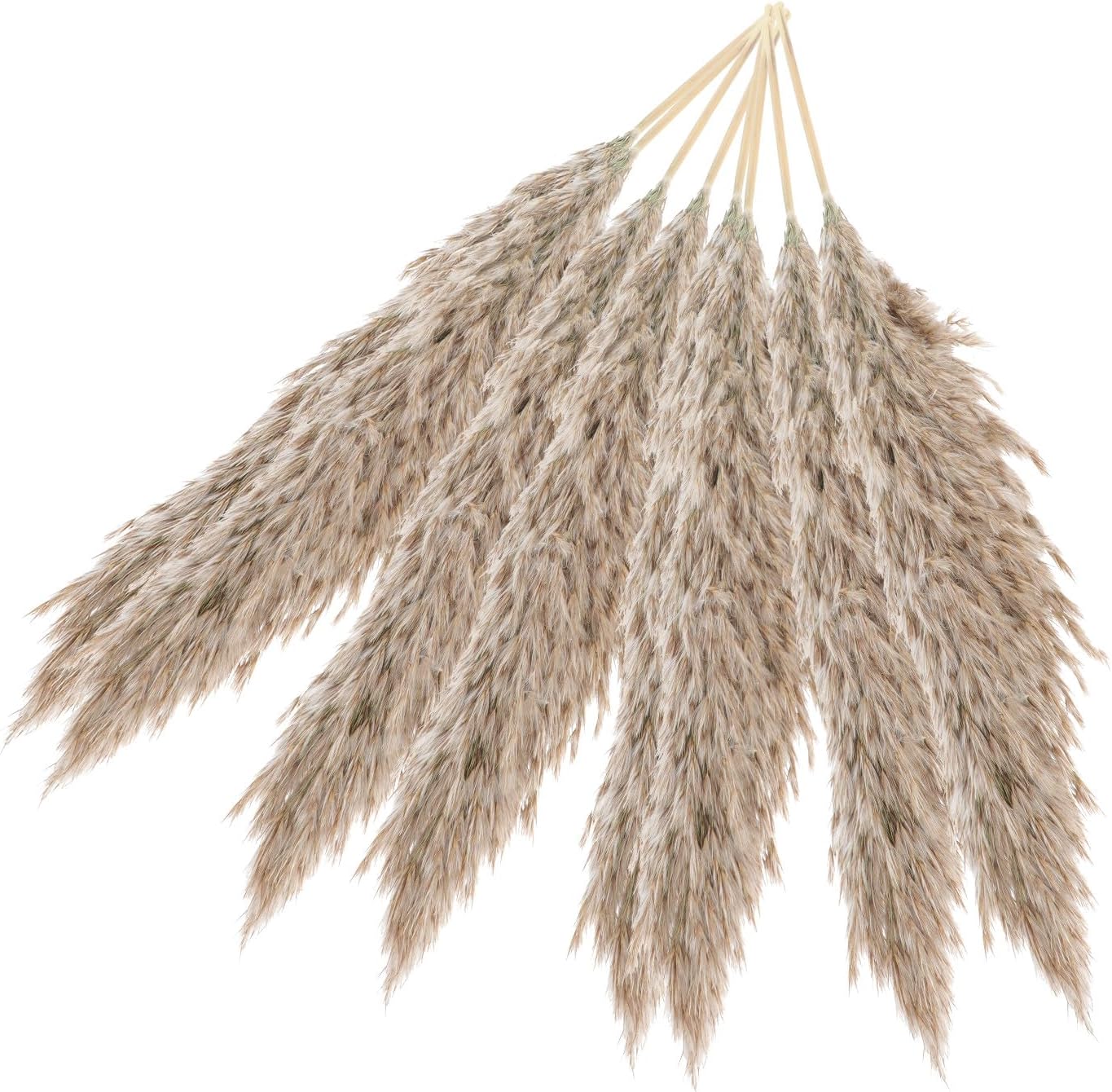MAGICLULU Dried Reed Bouquet Decor 15pcs Preserved Flower Arrangement Natural Color with Box Wedding Home Floral Ornaments for Table and Room Decoration