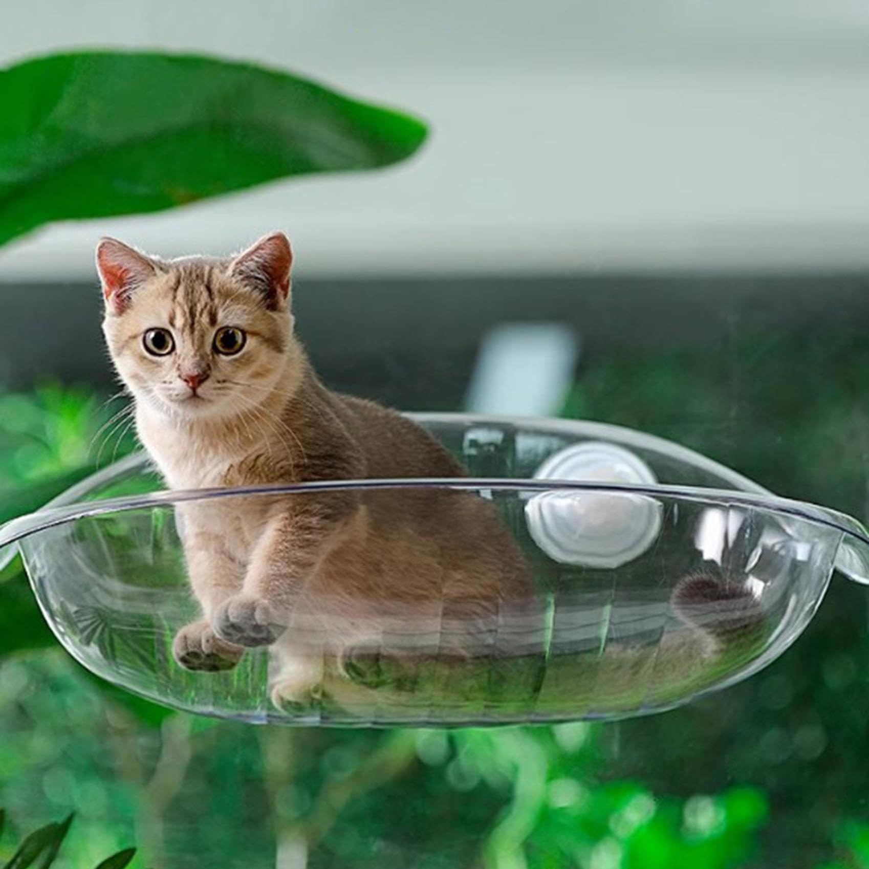Katzen Hängematte für Fensterplätze - Sommer Abkühlen, Klappbar, 50x30cm, Stabil Saugnäpfe bis zu 10kg, Rosa (Transparent)