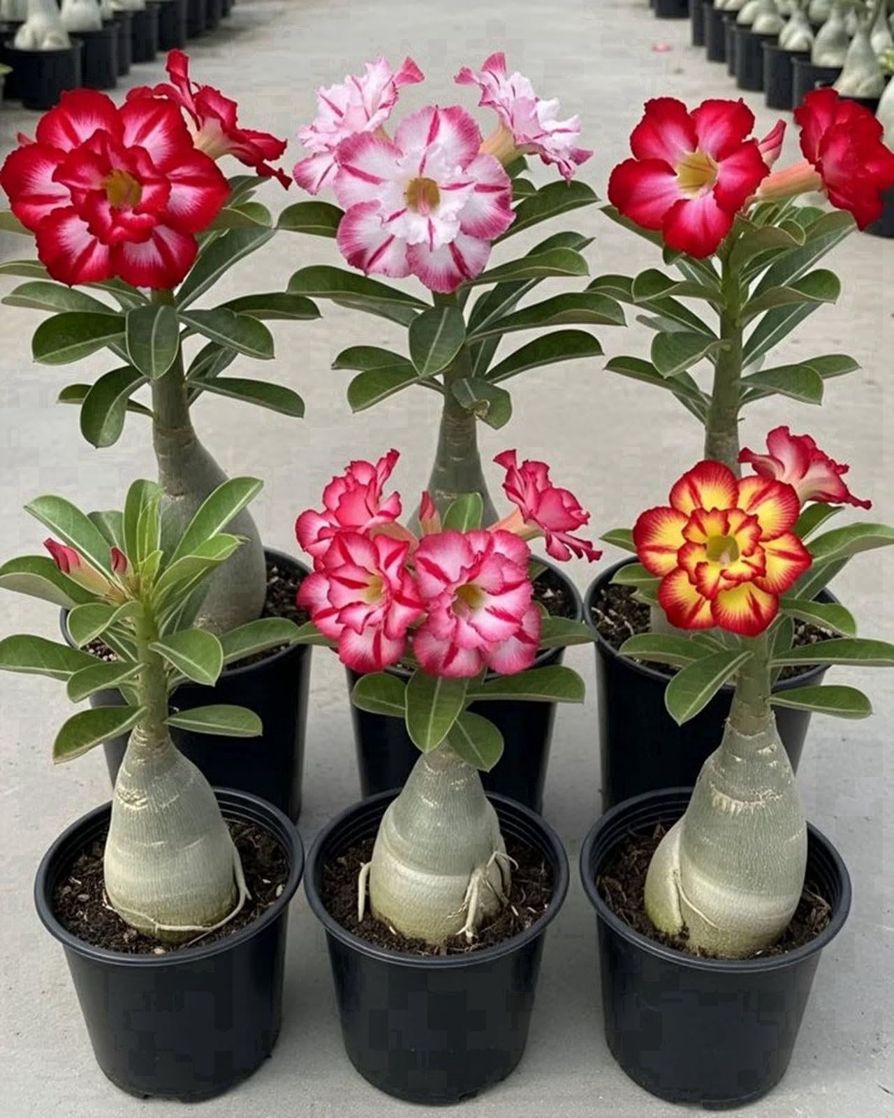 Rosa del deserto- Colore Vivido Resistente e Facile da Curare da Giardino-Perenni-Colore casuale-5 Bulbi