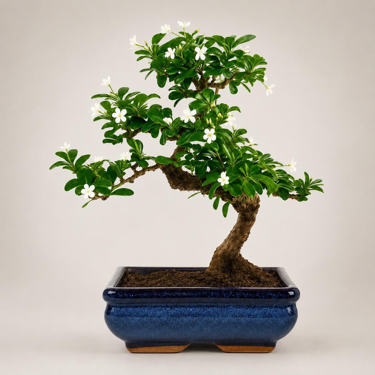 Abana Homes Carmona Bonsai Live Plant – 4-Year-Old S-Shaped Flowering Fukien Tea Bonsai Tree, 30 cm, in Glazed Ceramic Pot | Fragrant Air-Purifying Indoor Bonsai for Home & Office | Auspicious Gift